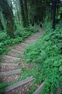 stunning trail forest