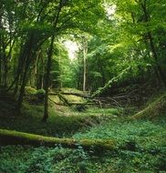 landscape forest green