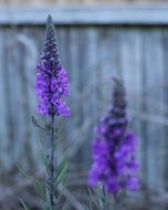 macro photo of two purple flowers