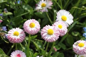 Natural pale pink flowers