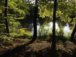 pond in the forest