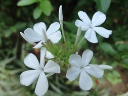 White jasmine flowers in Sri Lanka.