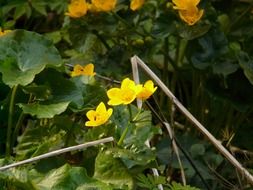 yellow flowers of the caltha palustris among the leaves