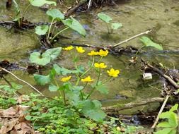 Bog plants in spring