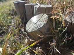 wooden stumps in the forest among the grass