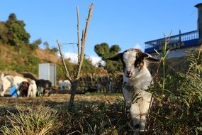 tiny goat in nepal