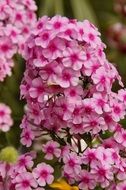 pink phlox flowers in nature