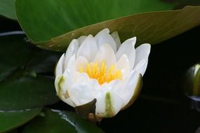 amazing white water lily