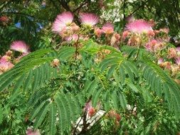 persian silk tree in summer