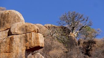 trees on red rocks, botswana