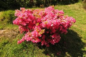 pink rhododendron bush in ireland