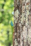 bright lizard on a tree close up