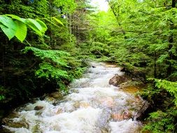 Fast water stream in a forest