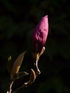 pink magnolia bud