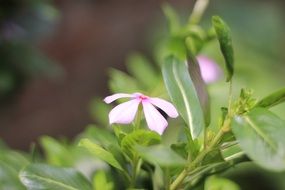 pink lonely flower in nature