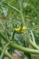 tomato flower in vegetable garden