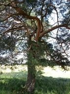 black pine among the landscape
