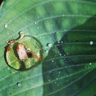 a drop of water on a green leaf in the forest