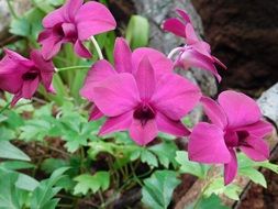 closeup photo of Pink fuchsia flowers in the garden in summer