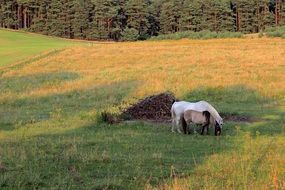 horses in the pasture