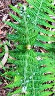 fern leaves in spring