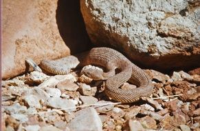 rattlesnake poisonous viper