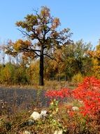 fantastic autumn foliage