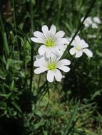 cerastium arvense close up