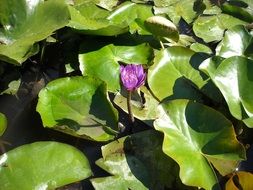 Violet flower of the water lily