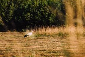 stork on a rural field