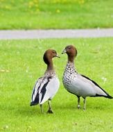 two geese on the grass