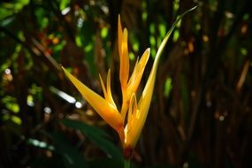 exotic yellow flower in El Salvador