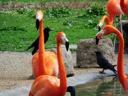 exotic orange flamingo bird in the zoo