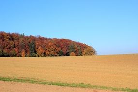 golden field on a background of colorful autumn forest