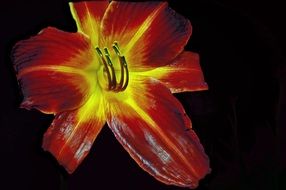red lily flower macro