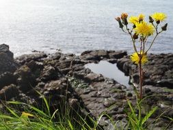 Yellow flowers near the ocean