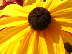 yellow flower black eyed susan