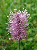 plantain flower among green grass