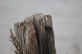 dry tree bark on snow background