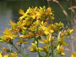 hypericum perforatum wildflowers