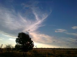 landscape tree sky nature green