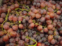 pile of harvested grapes