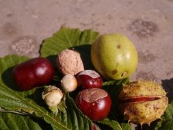 fruits of trees on a green leaf close-up