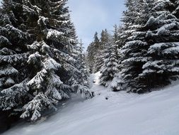 snow-covered slope with conifers