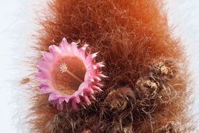 big pink flower of hairy cactus