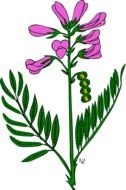 pink flower with green leaves on a white background as an illustration