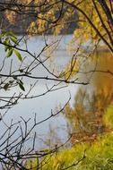 autumn yellow foliage on a tree by the lake