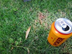 beer grass