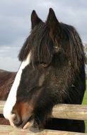 closeup horse head