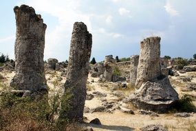 Forest in Pobiti Kamuni